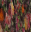 Fuchsia PATTERN